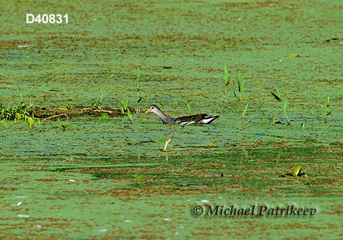 Common Gallinule (Gallinula galeata)